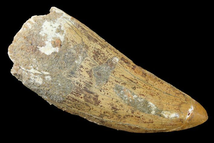 Serrated, Carcharodontosaurus Tooth - Real Dinosaur Tooth #121506